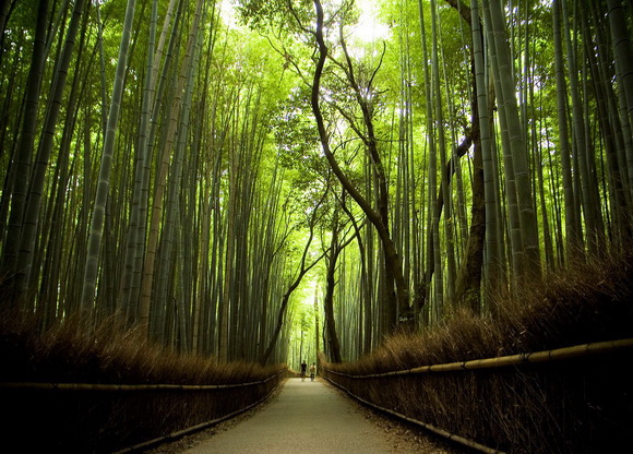 Sagano Bamboo Forest Japan