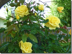 Yellow Roses outside the motorhome