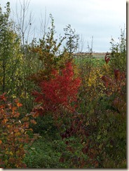 PB046384