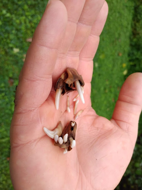 partially reconstructed fox upper and lower jaw