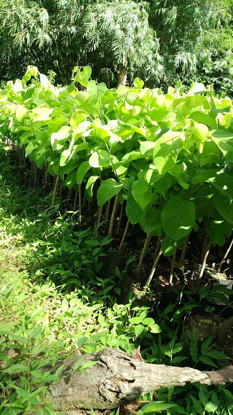 bibit srikaya australia jumbo tanaman murah supplier Makassar
