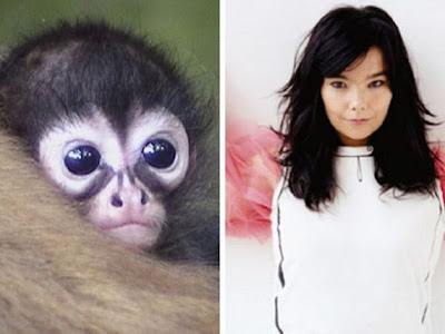 Funny - Similarity Between Celebrities And Animals