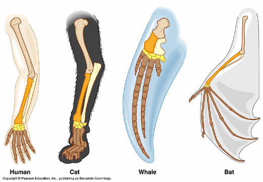 The construction which are like inward their morphology MR X Difference betwixt Homologous as well as Analogous Structure