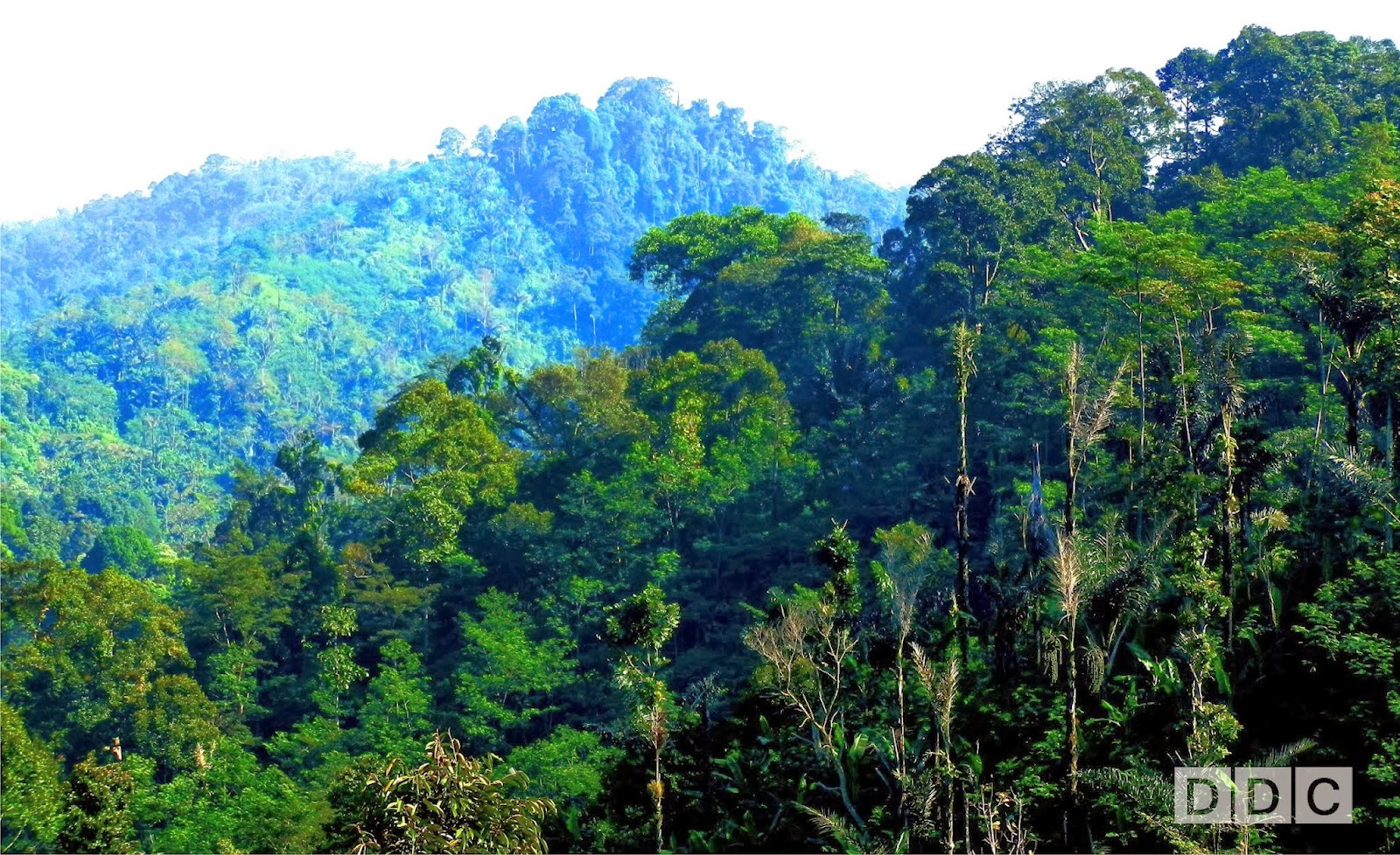 DDC Hutan Indonesia Kekayaan Dan Kompleksitas Masalah Ve