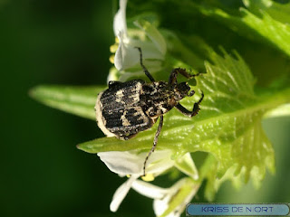 Scarabée à tarière - Cétoine punaise - Valgus hemipterus