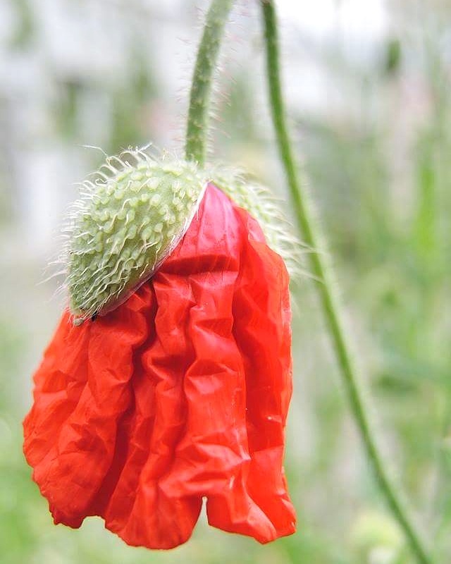 In mijn tuin - juni 2017