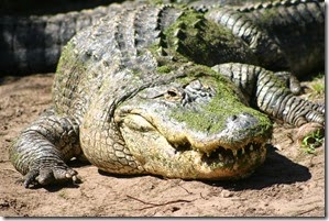 02 alligator