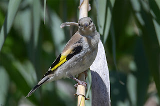 jilguero-europeo-carduelis-carduelis-juvenil-