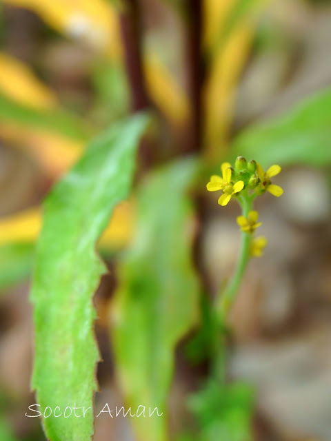 Rorippa indica