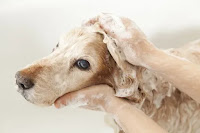 Best Coat shine Dog Shampoo