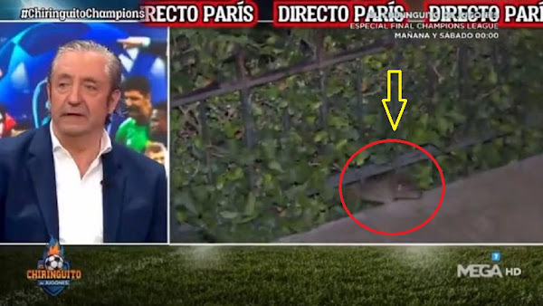 [VIDEO] - LIGUE DES CHAMPIONS : « OUPS !  » UN RAT POUSSE UN JOURNALISTE ESPAGNOL À INTERROMPRE SON DIRECT EN PLEIN PARIS 🏆⚽️