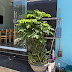 Bonsai Hợp Phong Thủy Mệnh Kim – Chọn Cây Hút Tài Lộc, Tăng Vượng Khí