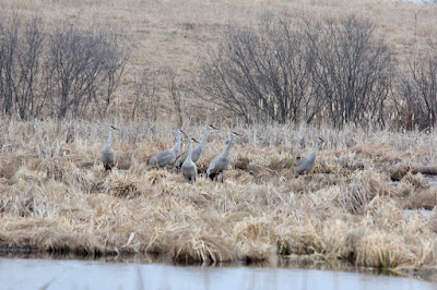 mid-March sandhill cranes, early spring