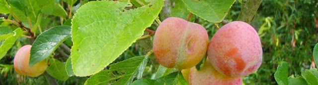  Fruit Trees for Sale - Buy Your Fruit Tree Online at Low Cost