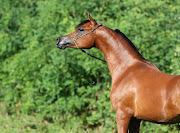 Los caballos árabes tienen en nuestra especialidad, la Resistencia Ecuestre, .