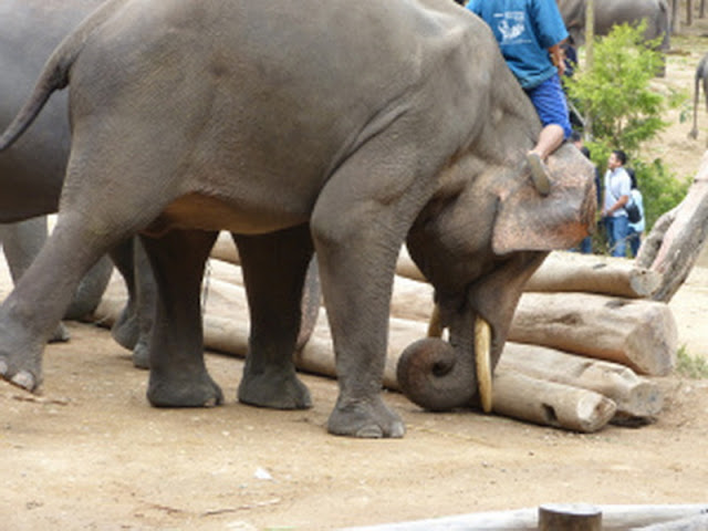 chiang mai elephant show,maesa elephant camp,mae sa elephant camp, tour agency in chiang mai