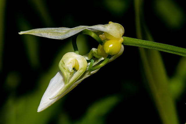 Few Flowered Garlic of Leek