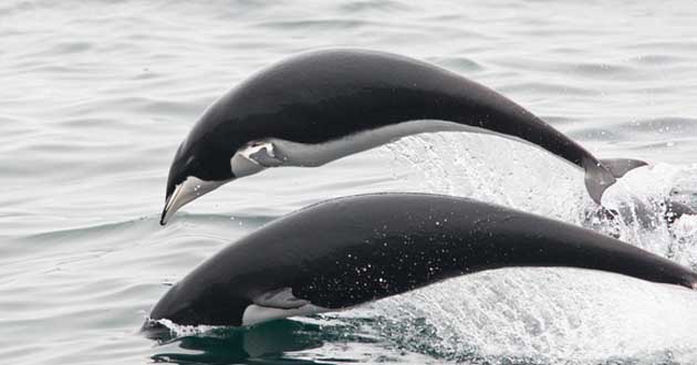 Northern Right Whale Dolphin