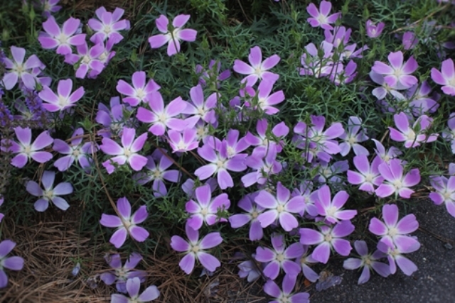 Small Purple Wildflowers