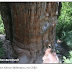 Qual é a árvore mais antiga do mundo ainda viva?