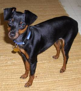 Miniature Pinscher