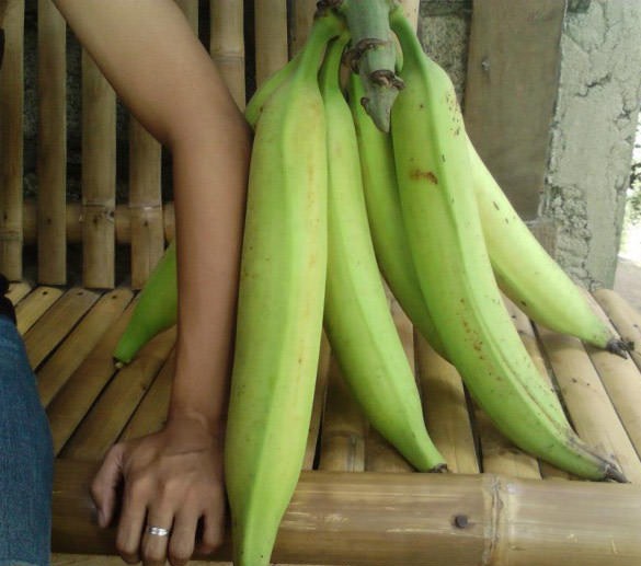  Gambar  Manfaat Buah Jenis Pisang  Bagi Tubuh Manusia Tanduk  