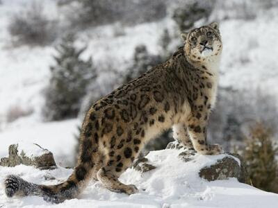 The “Snow Leopard” was made the national symbol by Kyrgyzstan.
