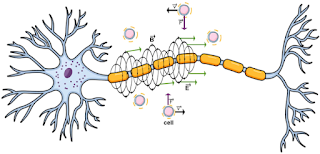 From https://www.nature.com/articles/s41598-018-31054-9