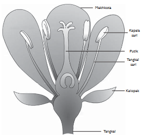 Pengelompakan Makhluk Hidup Berdasarkan Lima Kingdom (Monera, Protista, Fungi, Plantae, Animal)