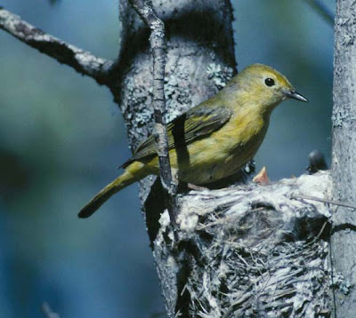 yellow warbler nest