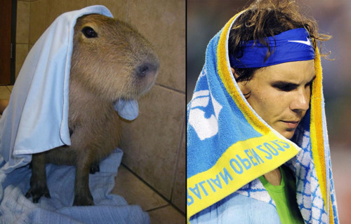 Capybaras that look like Rafael Nadal