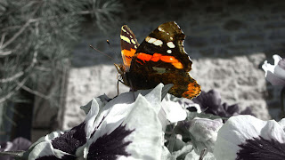 tierna mariposa de colores