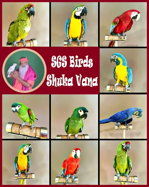 SGS Birds - Shuka Vana-Mysore Ashram