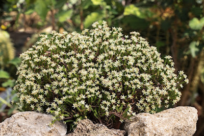 Sedum moranense - Red stonecrop care and culture