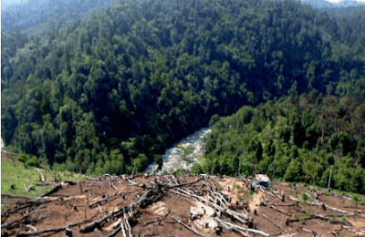 Kumpulan Puisi Alam Tentang Kerusakan Hutan Di Indonesia