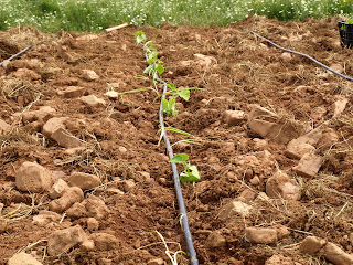 Cultivo asociado de pepinos y cebollas