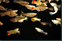 poecilia_reticulata_guppy_g