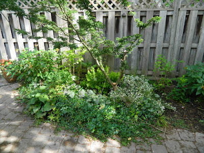 Cabbagetown Toronto shade garden makeover before by Paul Jung Gardening Services