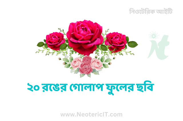 বিভিন্ন রঙের গোলাপ ফুলের ছবি ডাউনলোড - rose flower - NeotericIT.com