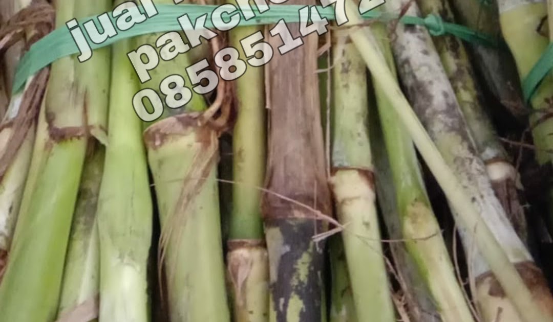 Penjual bibit rumput pakchong  rimbobujang beli bibit  