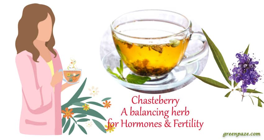 chasteberry for women health