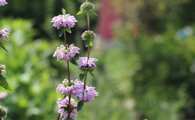 Jerusalem Sage Flowers