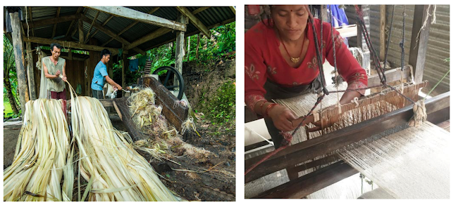 Banana fibre manufacturing