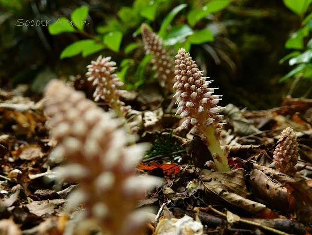 Lathraea japonica