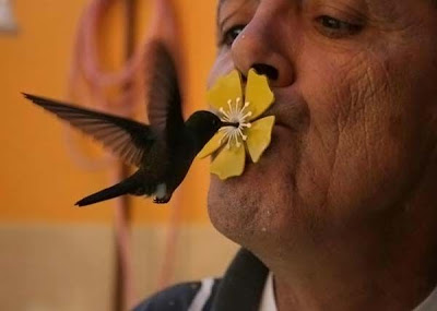 beso de Colibrí