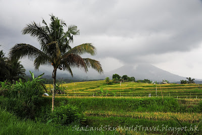 Jatiluwih rice terrace, bali, 峇里