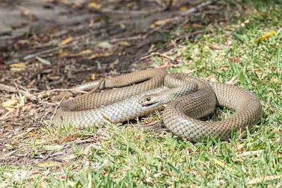 दुनिया के 10 सबसे जहरीले सांप | 10 Most Poisonous Snake In The World