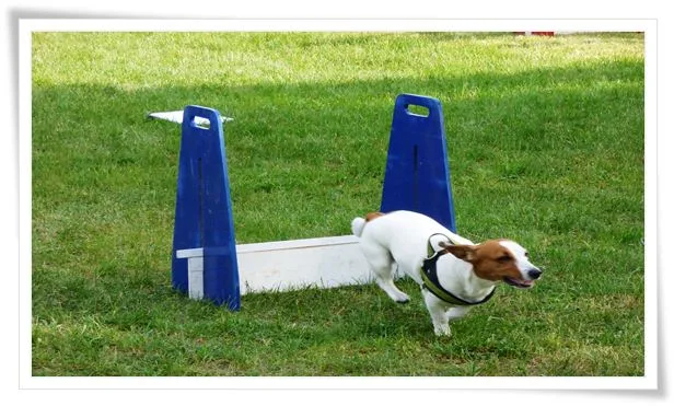 Dog Training – Exercises