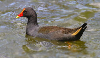 Gough Island Moorhen 