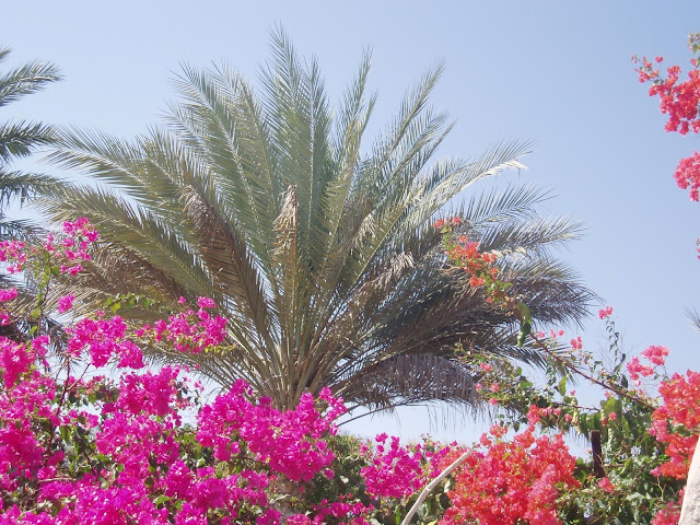 Flowers and Palm Trees